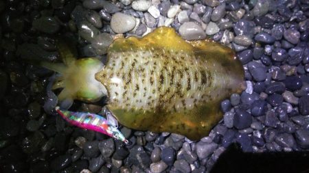 大潮アオリイカ釣行