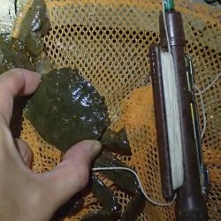 モクズガニ釣り その2