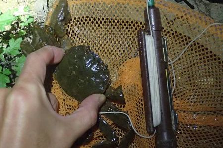 モクズガニ釣り その2