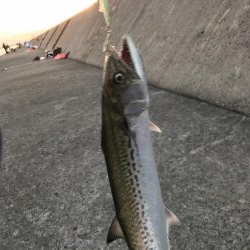 タチウオは…。