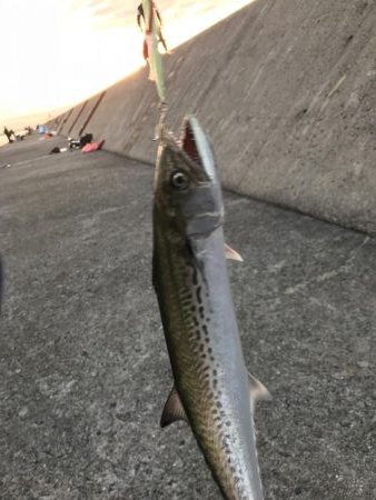 タチウオは…。