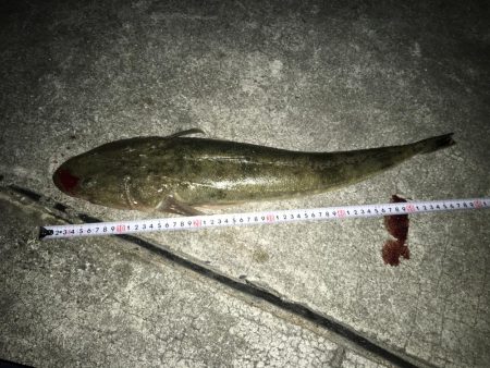 太刀魚釣りでまさかの