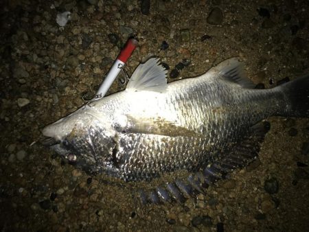 サヨリパターン今年は長い