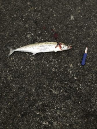 ひょっこりはん