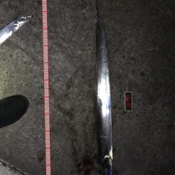 タチウオエサ釣り