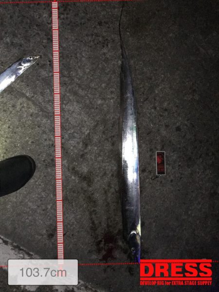 タチウオエサ釣り