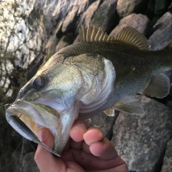 琵琶湖。寒い。