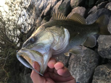 琵琶湖。寒い。