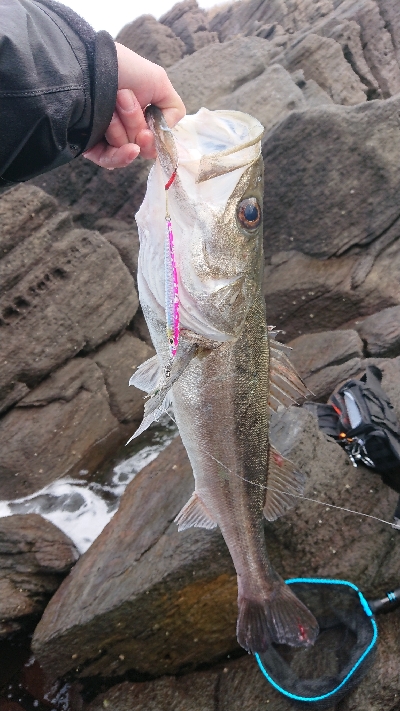 青物狙いのはずが。。。