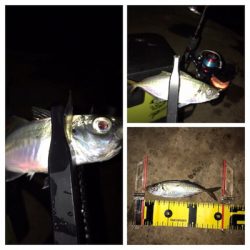 久しぶりのアジング(^。^)