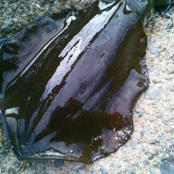 良型ばらしも、最後にリベンジ～！