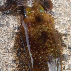 いかさんも大変だ！？