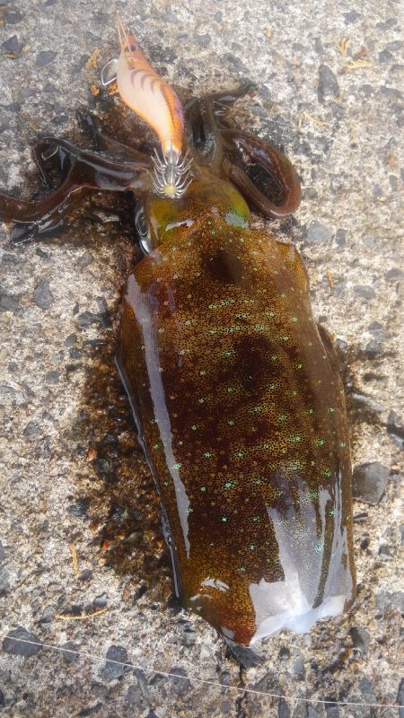 いかさんも大変だ！？