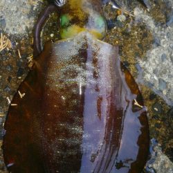 30分早く起きたご褒美‼