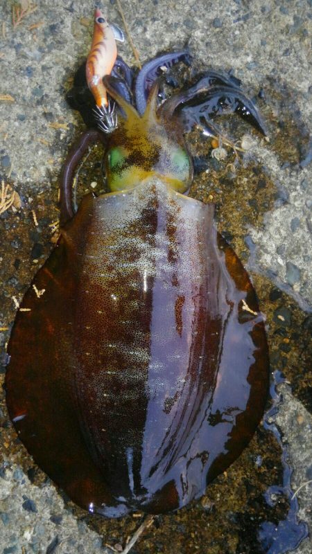 30分早く起きたご褒美‼