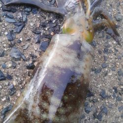 行ってみると雨でした❗