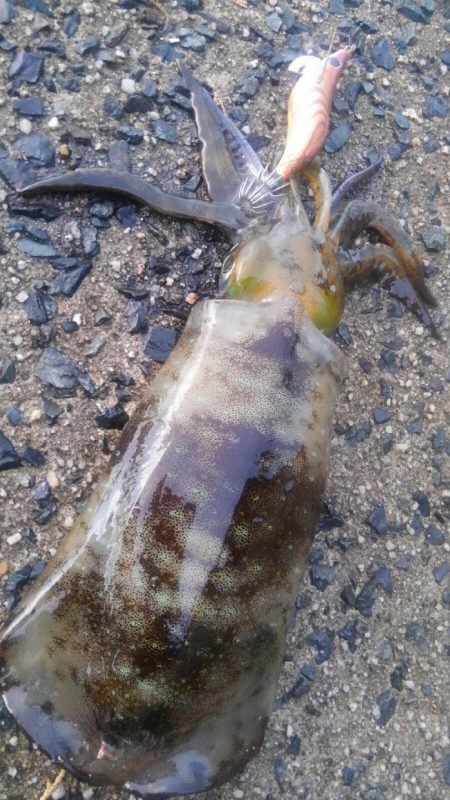 行ってみると雨でした❗