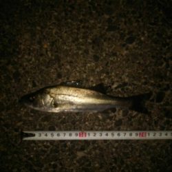 若洲海浜公園 夜釣り