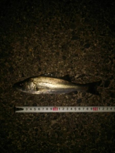 若洲海浜公園　夜釣り