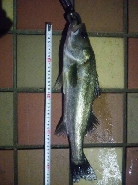 短時間でGET　～辰巳一付近～