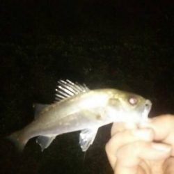 ウキ釣りで　～辰巳一付近～