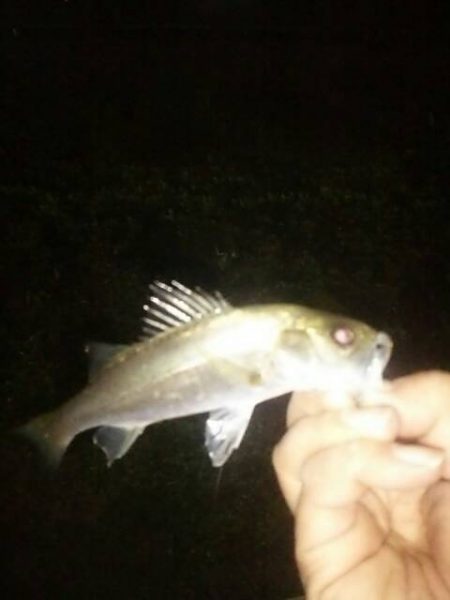 ウキ釣りで　～辰巳一付近～