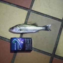 短時間釣行　～辰巳一付近～