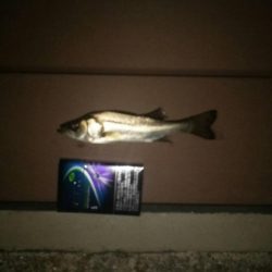 仕事帰りに　～豊洲ぐるり公園～