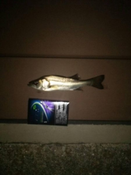 仕事帰りに　～豊洲ぐるり公園～