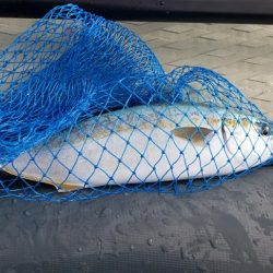 SUPフィッシング