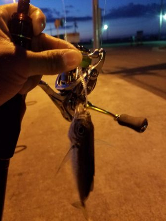 ボチボチな釣果