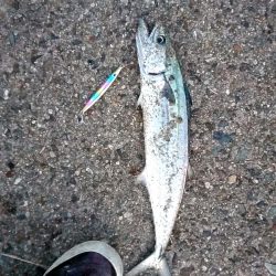 サゴシ、サゴシ、サゴシ