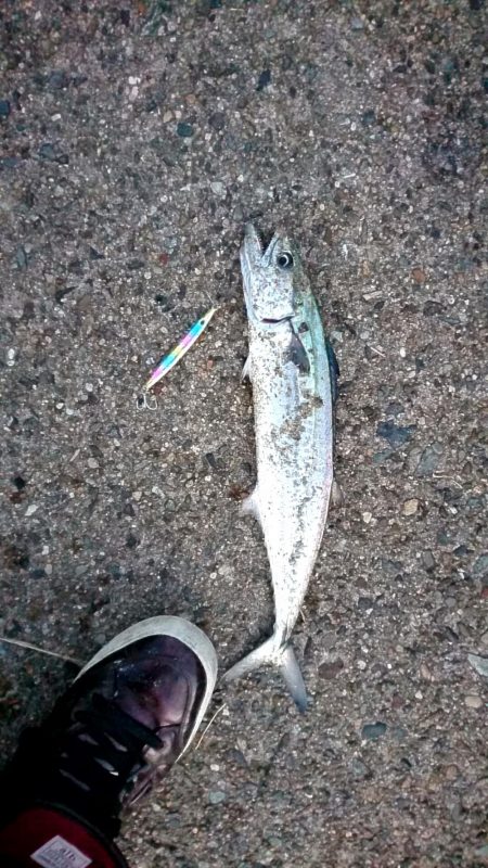 サゴシ、サゴシ、サゴシ