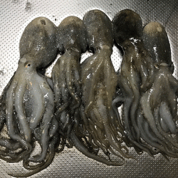 タチウオ調査・姫路イイダコ(2018-4)