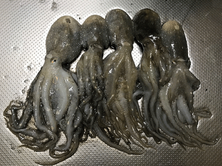 タチウオ調査・姫路イイダコ(2018-4)