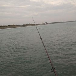 良型シロギスGET