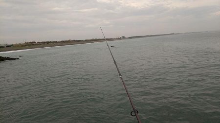 良型シロギスGET