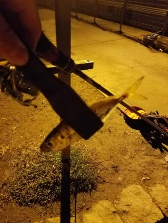 ボチボチな釣果