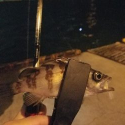 しっぶしぶな釣果