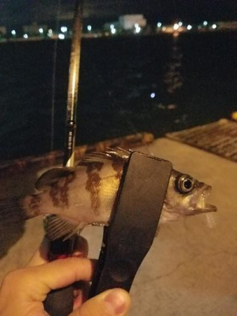 しっぶしぶな釣果