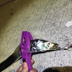 坊勢タチウオ(2018-3)