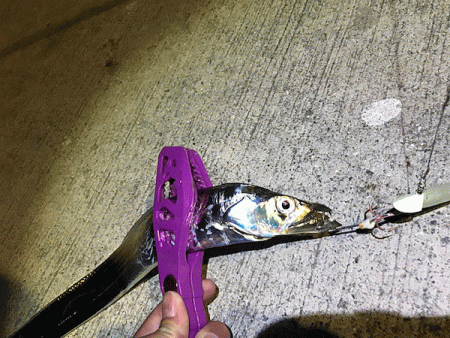 坊勢タチウオ(2018-3)