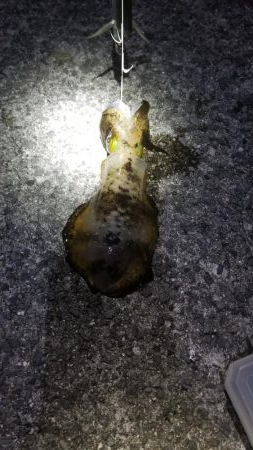 アオリイカが、、、