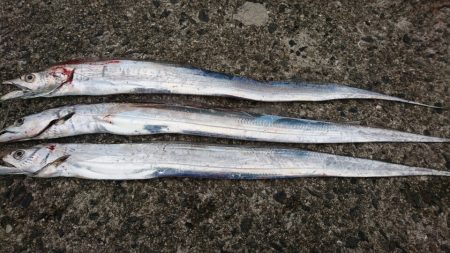 岸和田一文字朝タチ～