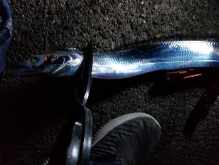 苦労の中での一匹