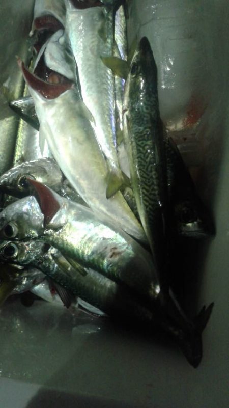 サバ折２５匹　豆アジの猛攻５０匹位リリース…