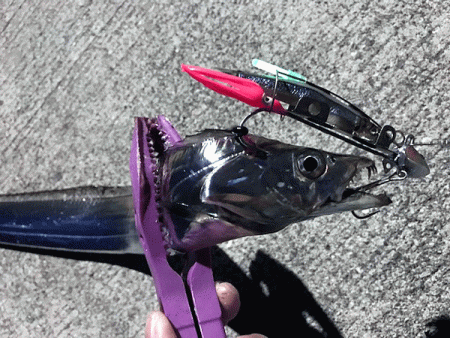 坊勢タチウオ(2018-3)