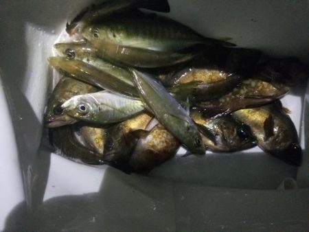 メバルとアジの共演