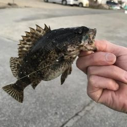 メバリング爆撃