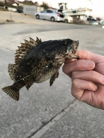 メバリング爆撃